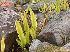 Harts tongue ferns growing among some broken concrete