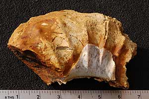 Fossil ammonite shell