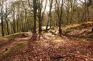 Spoil heaps in the woods