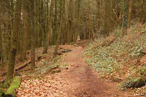 Track through the woods showing a soil heap to one side