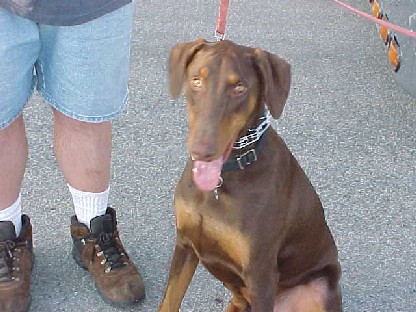 My Dog Pepper