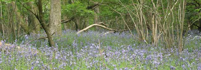 A photo from within Scanniclift Copse