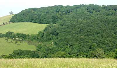 Scaniclift Copse as seen from across the valley