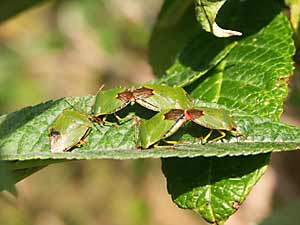 Shield bugs