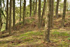 spoil heap in the woods