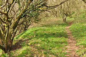 Looking across the sandbeds, now overgrown
