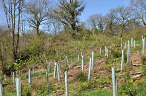 Spoil heap, badly overgrown