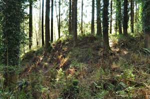 spoil heap amongst the trees