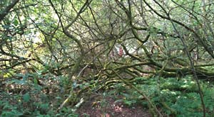 Thicket