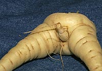 Parsnip