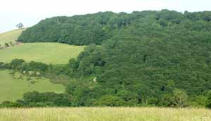 Scaniclift Copse as seen from across the valley