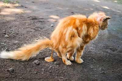 Cat having a poop.