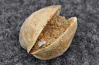 Fossil bivalve with both halves still joined