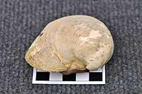 Fossil of a large bivalve
