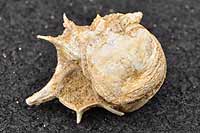 Fossil mullusc shell