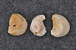 Fossil mollusc shells, unidentified