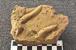 Fossil oyster shells.