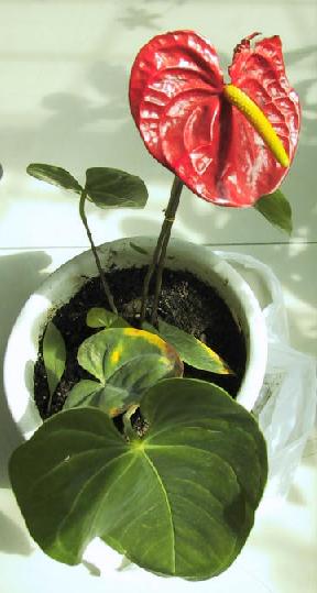 Anthurium