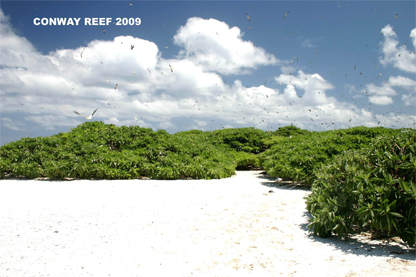 Conway Reef
