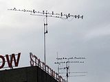 Antennenbesuch
