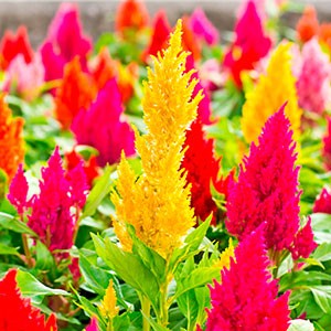 Celosia red and yellow flowers
        like flames.