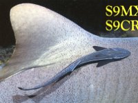 S9MX  -  CW Year: 2002 Band: 10m Specifics: IOTA AF-044 Principe island