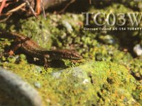TC03W  - SSB Year: 2010 Band: 17m Specifics: IOTA AS-154 Giresun island