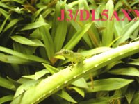 J3/DL5AXX  - CW Year: 2008 Band: 15, 20, 30m Specifics: IOTA NA-024 mainland Grenada
