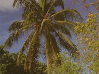 TO2T  - SSB Year: 2009 Band: 17m Specifics: IOTA NA-102 Grande-Terre island