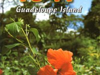 TO4T  - SSB Year: 2002 Band: 10, 15m Specifics: IOTA NA-102 Grande-Terre island