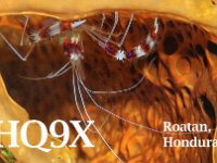 HQ9X  - CW Year: 2018 Band: 15, 20, 40m Specifics: IOTA NA-057 Roatan island