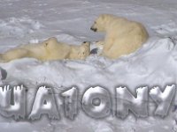 UA1ONY  - CW - SSB Year: 2006 Band: 20m Specifics: IOTA EU-035 Novaya Zemlya island