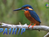 PA1H/p  - SSB Year: 2015 Band: 40m Specifics: IOTA EU-146 Tiengemeten island