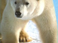 JW/OK2PBM  - SSB Year: 2000 Band: 20m Specifics: IOTA EU-026 Spitsbergen island