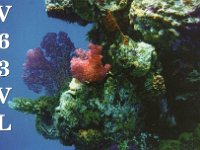 V63VL  - CW Year: 2000 Band: 12m Specifics: IOTA OC-011 Weno island