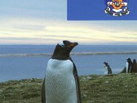 VP8DBR  - SSB Year: 2002 Band: 10m Specifics: IOTA SA-002 East Falkland island