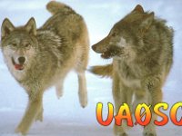 UA0SC  - SSB Year: 2000 Band: 10m