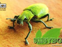 9M6YBG  - CW - SSB Year: 2011 Band: 15, 17m Specifics: IOTA OC-088 Borneo island