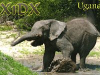 5X1DX  -  CW Year: 2008 Band: 17m