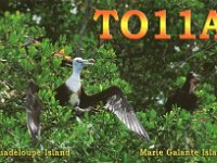TO11A  - SSB Year: 2011 Band: 10, 15m Specifics: IOTA NA-102 Grande-Terre island