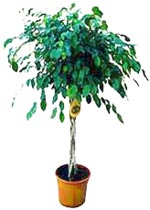 ficus benjamina