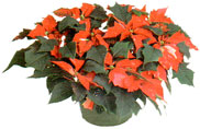 poinsettia ou rose de nol