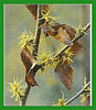 hamamelis.gif
