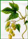 houblon.gif
