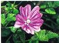 mauve.gif