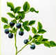 myrtille.gif