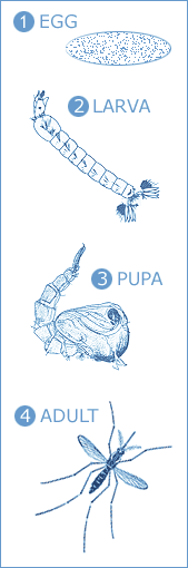 Mosquito Life Cycle