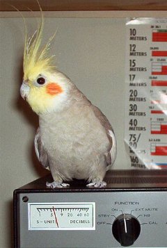 Picture of Jim_the_bird