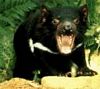 a tasmainian devil