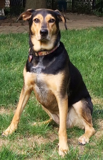 Demi in back yard